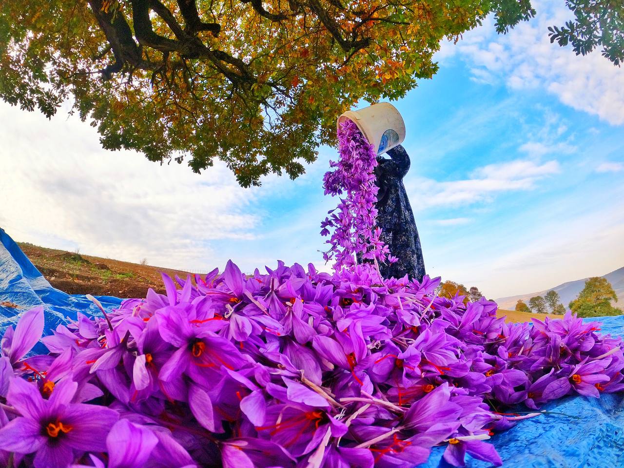زعفران مازندران