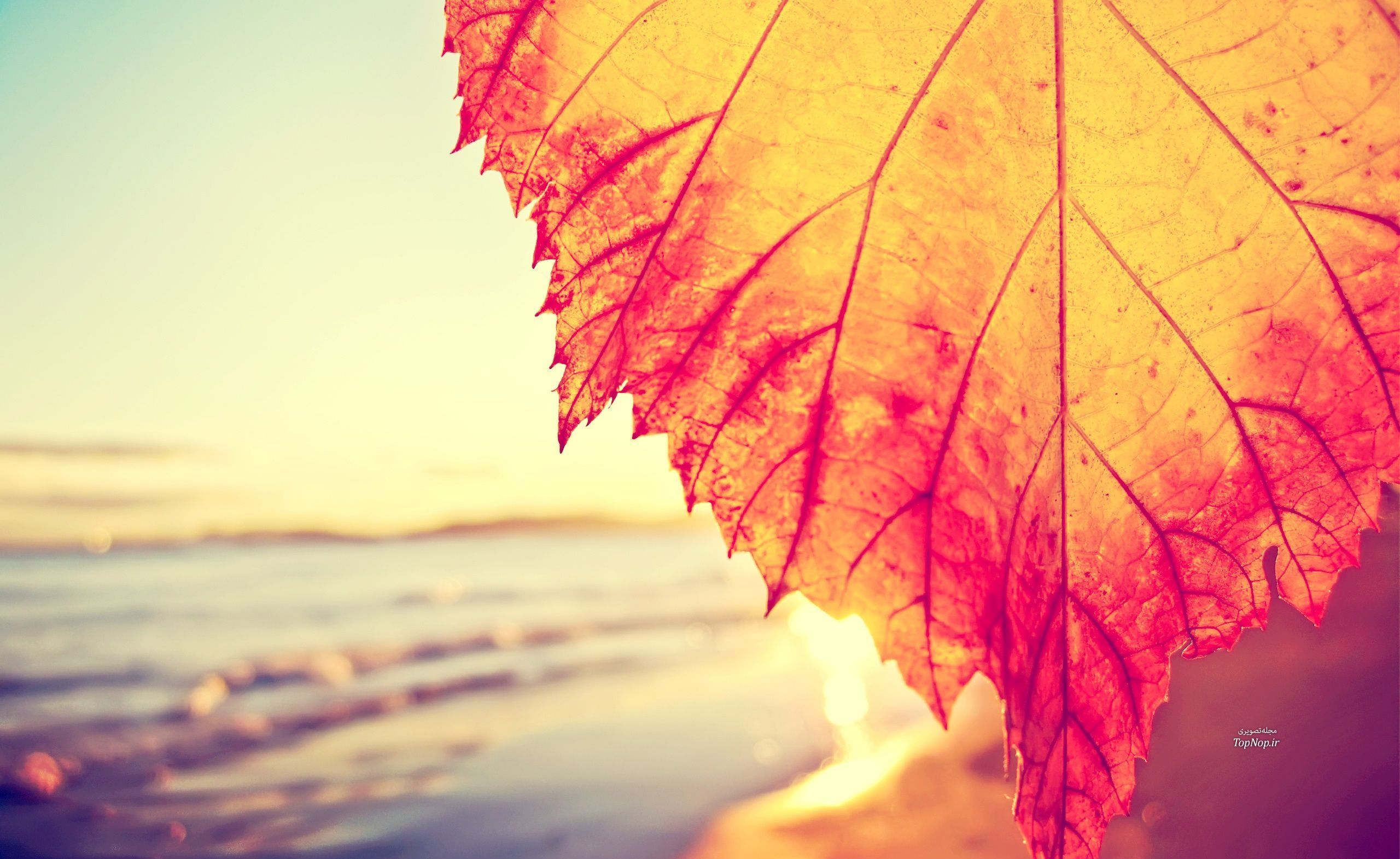 Header-edeall